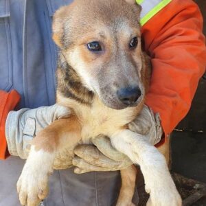 JEFF - reserviert Hundescheune Fläming - vermittelt