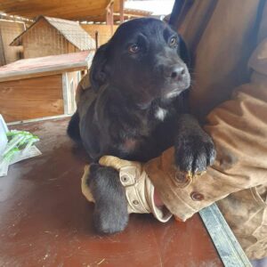 KARLSSON - reserviert 4animals - vermittelt