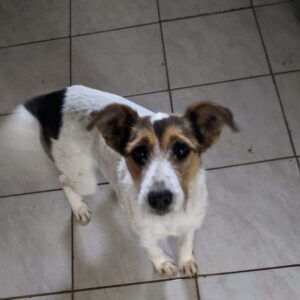 SARINA - reserviert für ES (MG) - vermittelt