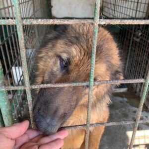 SHEYLA - reserviert 4animals - vermittelt