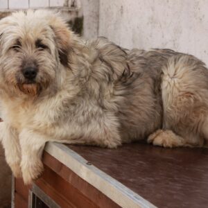 SIENA - reserviert Manuela - vermittelt