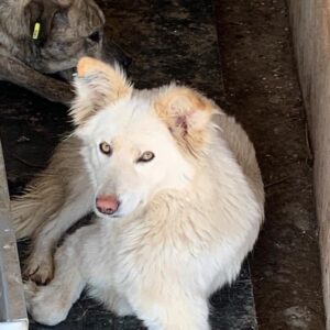 TAYKA - reserviert TINO - vermittelt