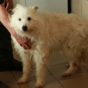 TIRPO - reserviert Alexandra - vermittelt