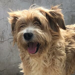 TULLO - reserviert SK vermittelt