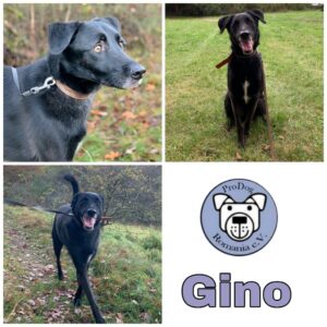 Gino in 35708 Haiger