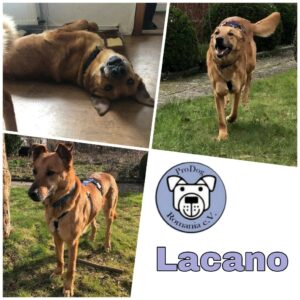 Lacano in 38444 Wolfsburg *vermittelt*