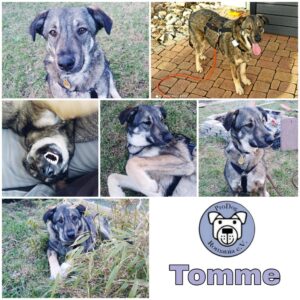 Tomme in 78733 Aichhalden