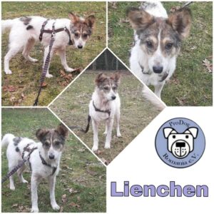 Lienchen in 21255 Tostedt