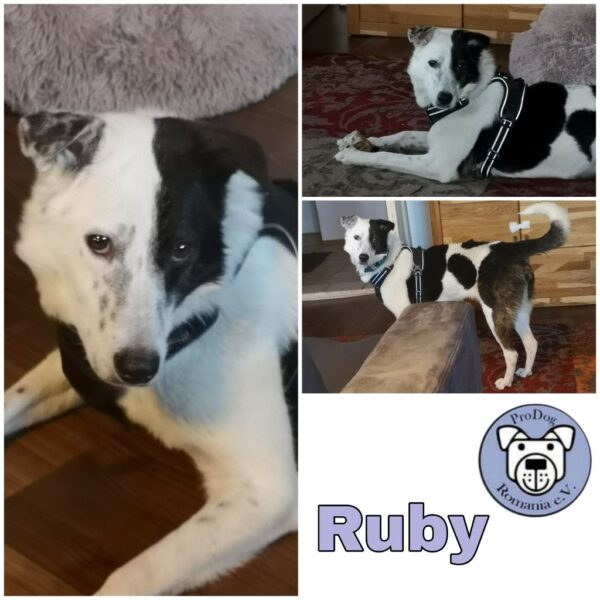 Ruby in 88171 Weiler-Simmerberg