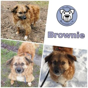 Brownie in 18311 Ribnitz-Damgarten