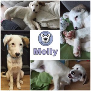 Molly in 60435 Frankfurt am Main