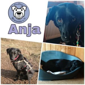 Anja in 24811 Brekendorf vermittelt (MH)