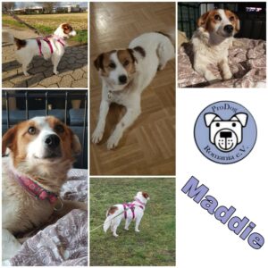 Maddie in 41469 Neuss