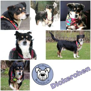 Dickerchen in 34474 Diemelstadt *vermittelt*