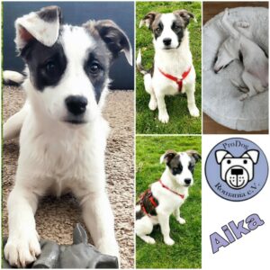 Aika in 28203 Bremen