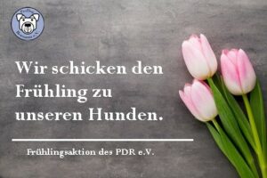 tulpenaktion