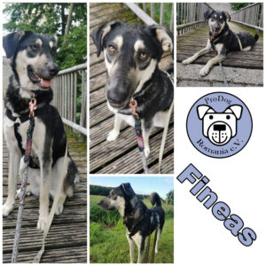 Fineas in 86685 Gosheim - vermittelt