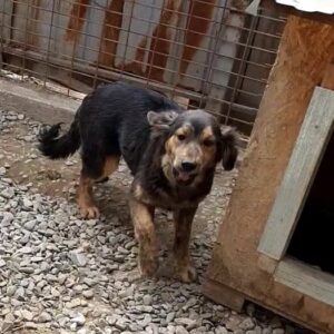 PATRICIA – reserviert Tierhilfe Lebenswert DR - vermittelt