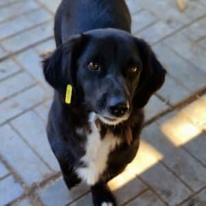 PEARL - reserviert TST Rösrath - vermittelt