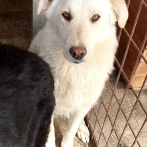 KEPPI - reserviert Tierhilfe Lebenswert DR - vermittelt