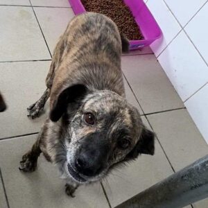 MARIE - reserviert Tierhilfe Lebenswert DR - vermittelt