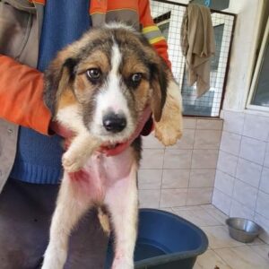 MUPPI - reserviert THL - vermittelt