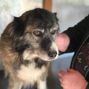 PESTO - RBB 02.05.2021