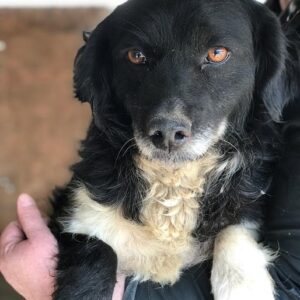 MAREI - reserviert 4animals - vermittelt