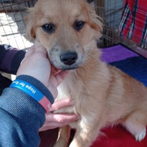 ZARA - reserviert Vergessene Pfoten Stuttgart - vermittelt