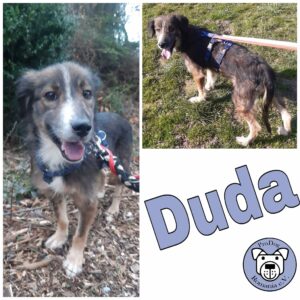 Duda in 34474 Diemelstadt reserviert