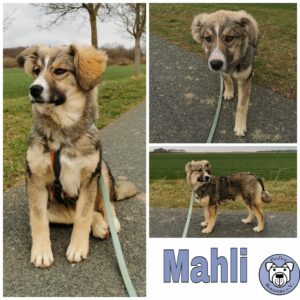 Mahli in 18311 Ribnitz-Damgarten - vermittelt