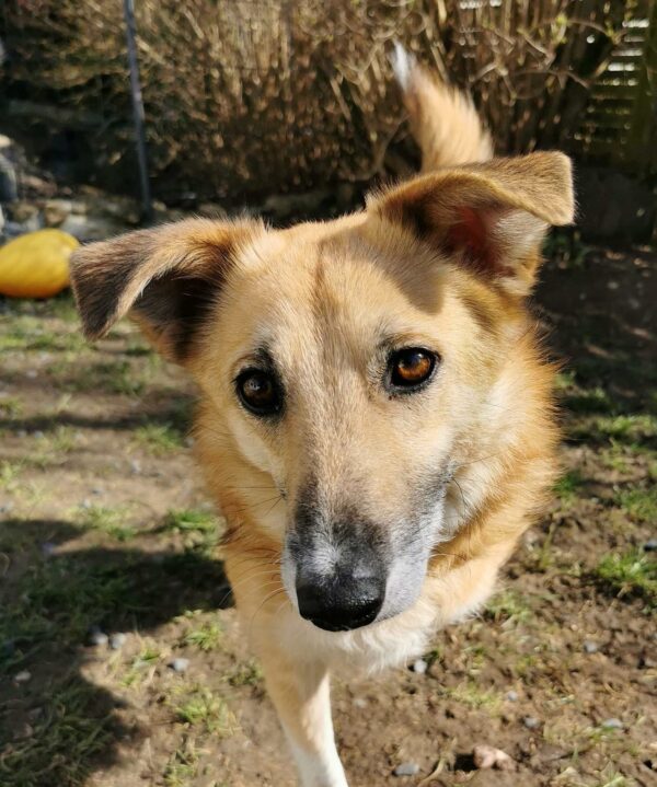 HOPE - Gnadenplatzhund seit dem 17.05.2021 – Bild 4