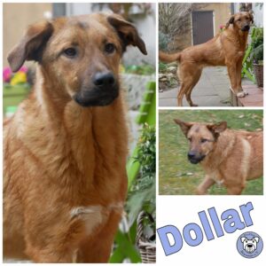 Dollar 21521 Dassendorf