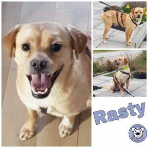 Rasty in 23715 Bosau