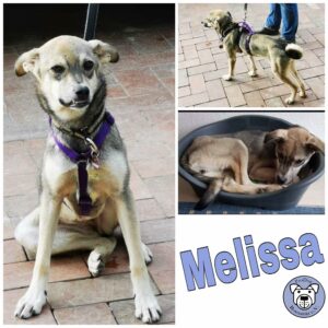 Melissa in 32609 Hüllhorst *vermittelt*