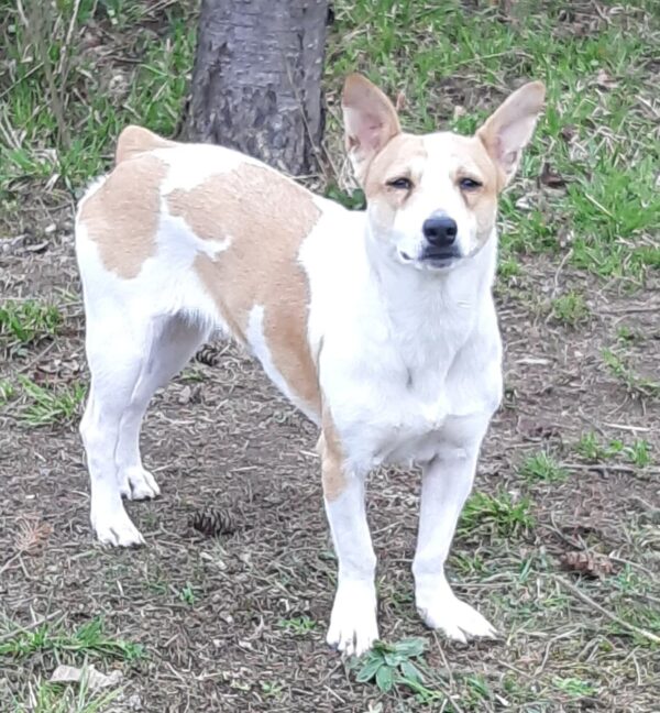 Dagny in 56294 Münstermaifeld - vermittelt – Bild 5