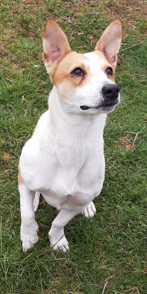 Dagny in 56294 Münstermaifeld - vermittelt – Bild 6