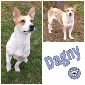 Dagny in 56294 Münstermaifeld - vermittelt