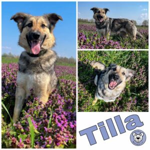 Tilla in 06184 Kabelsketal