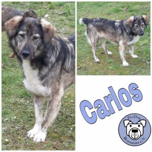 Carlos in 56294 Münstermaifeld *vermittelt*