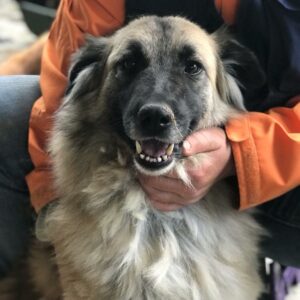 JOSEPHA - reserviert SK (GC) vermittelt