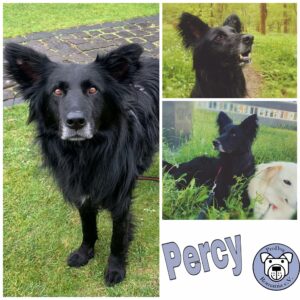 Percy in 56727 Mayen *vermittelt*