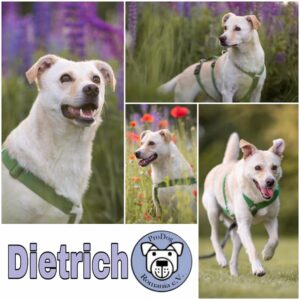 Dietrich in 64409 Messel *vermittelt*