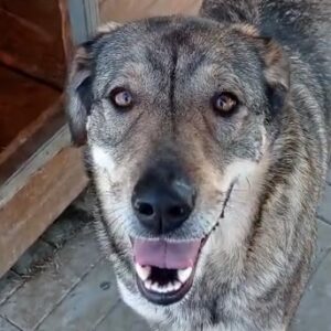 AKILAH - reserviert TINO - vermittelt