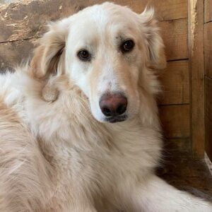 ALF - reserviert Manuela - vermittelt