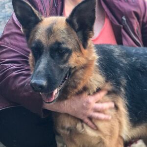 CHARLINE - reserviert Manuela - vermittelt