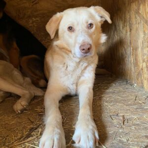 DOUGEL - reserviert TH Limburg - vermittelt