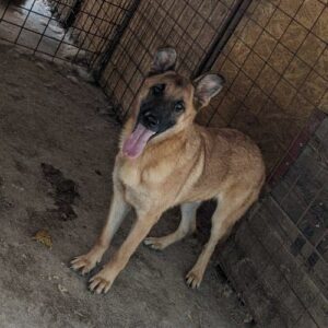 FLOKI - reserviert Kathleen - vermittelt