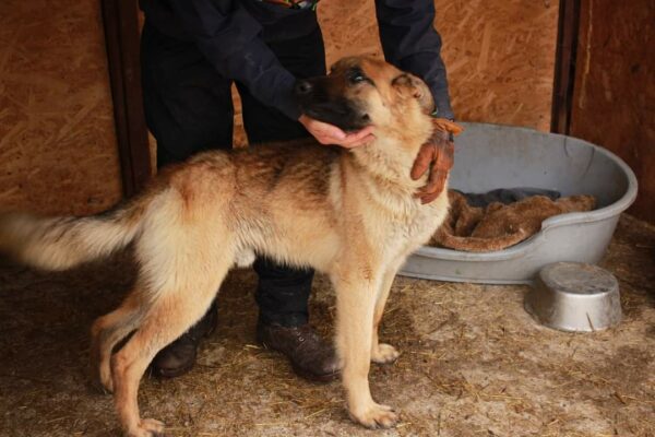 FLOKI - reserviert Kathleen - vermittelt – Bild 4