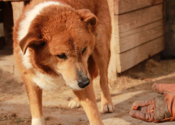 FRIDOLIN - auf PDR PS als Gnadenplatzhund gereist – Bild 2